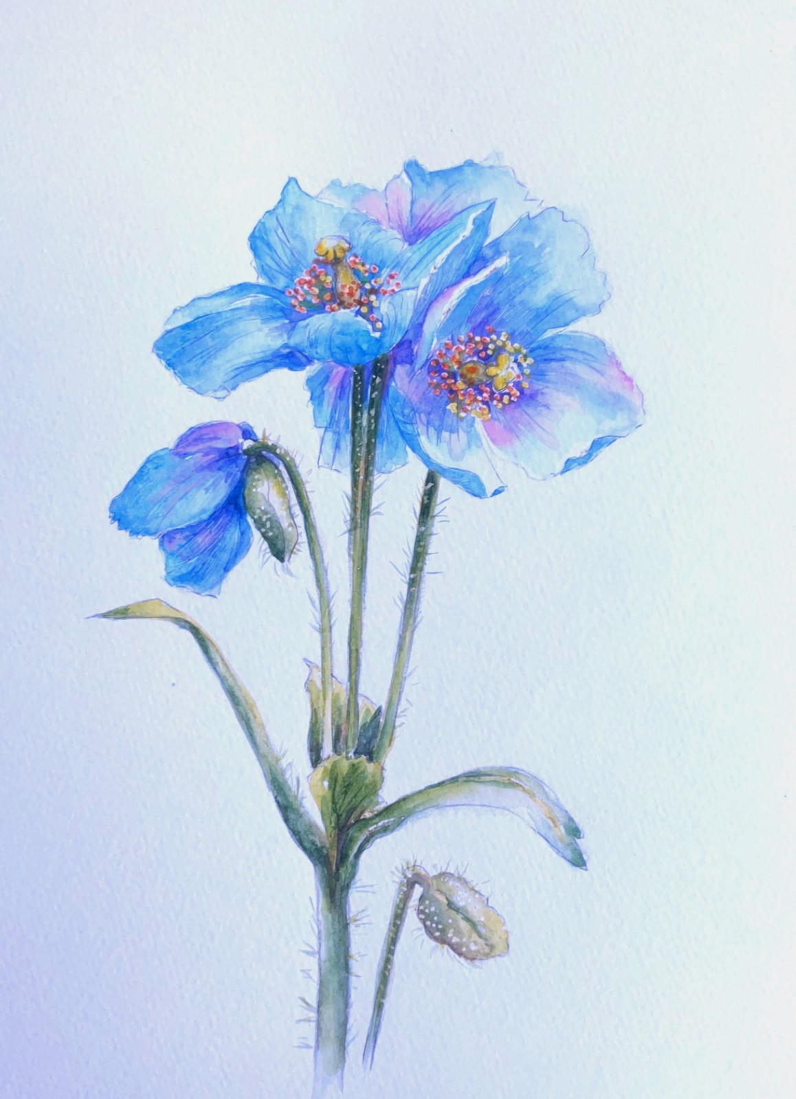 Fleurs-bleues-1